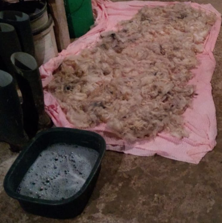 Raw fleece soaking in a bowl of soapy water, with wellington boots in the background